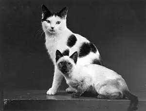 Siamese: TWO CATS/1955