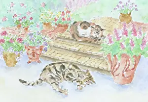 Bernice: Two cats asleep on steps with pots of flowers