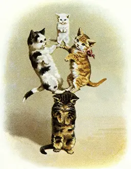 Balanced: Cats Balancing on Cat