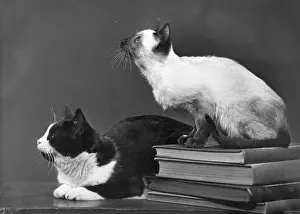 Siamese: TWO CATS AND BOOKS