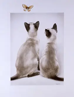 Cats: Two Cats and a butterfly