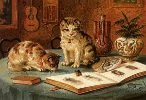 Stalk: Cats and Butterfly