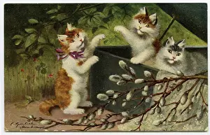 Catkin: Three cats with catkins