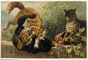 Hissing: CATS FIGHTING