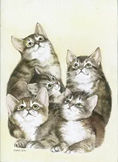 Upward: Five cats gazing upward