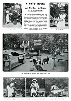 Oct19: A Cat's Hotel in Hammersmith