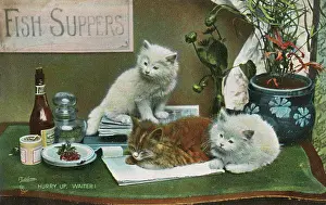 Vinegar: Three cats impatient for their fish supper!