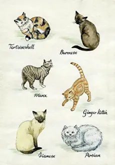 Manx: Six cats including Ginger, Siamese and Persian
