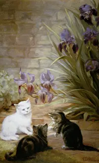 Oshea: Cats with Irises