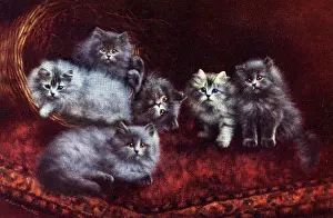 Baskets: Cats and Kittens - A Bundle of Mischief