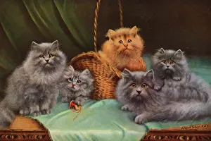 Baskets: Cats and Kittens - The Pick of the Basket