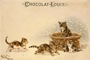 Cats and kittens in the snow