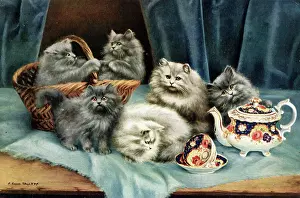 Augusta: Cats and Kittens - Tea Time