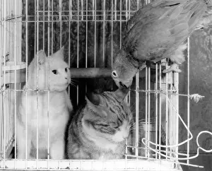 Parrot: Two cats and a parrot