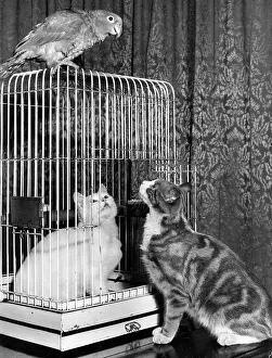 Parrot: Two cats and a parrot, with cage