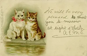 Handwritten: Two cats on a postcard