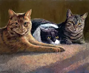 Coker: Three cats on a rug