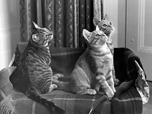 Fascinated: THREE CATS ON A RUG
