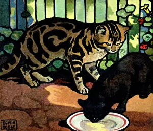 Cats: Two cats with a saucer of milk