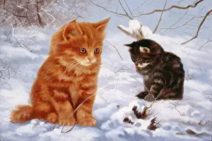 Tortoiseshell: Two Cats in Snow ' ginger, & tortoiseshell