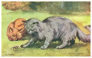 Geographia: Cats with a spider