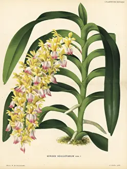 Aerides: Cat's-tail orchid or fox brush orchid, Aerides houlletianum