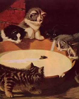Avidly: Cats Trap Mouse