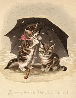Seeking: Cats Under Umbrella