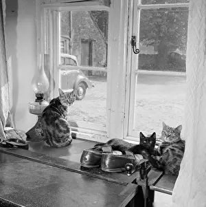 Lacock: Three Cats In A Window