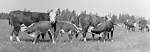 Mongrel: Cattle, 1971