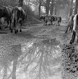 Puddles: Cattle