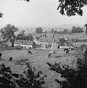 Ashendon: Cattle