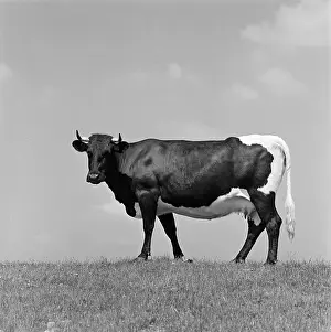 Heifer: Cattle