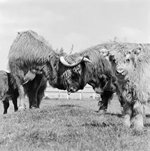 Ramming: Cattle