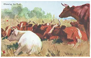 Geographia: Cattle