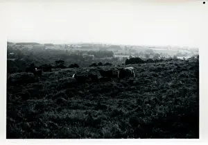 Armathwaite: Cattle, Armathwaite, Cumbria