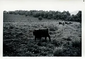 Armathwaite: Cattle, Armathwaite, Cumbria