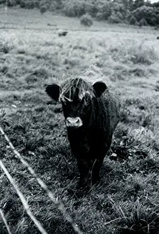 Armathwaite: Cattle, Armathwaite, Cumbria