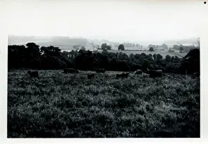 Armathwaite: Cattle, Armathwaite, Cumbria
