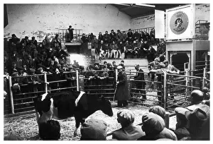 Auctions: Cattle auction, North Wales