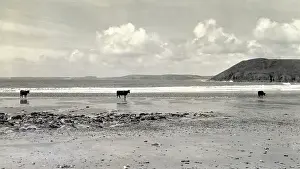 Manorbier: Cattle on beach, Manorbier, Pembrokeshire, South Wales