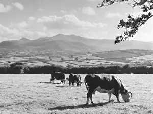 Brecon: CATTLE & BRECON BEACONS