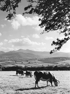 Brecon: CATTLE & BRECON BEACONS
