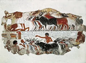 Jumhuhuriyah: Cattle brought for inspection. ca. 1350 BC. 18th