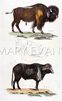 C1800: CATTLE / BUFFALO C1800