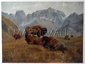 Banff: CATTLE / BUFFALO CANADA