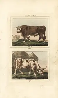 Veal: Cattle, bull and cow