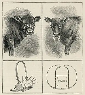 Spikes: CATTLE / CALF WEANING