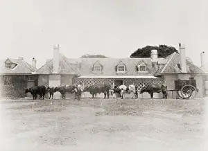 Ranch: Cattle and cart Coolangatta. Australia
