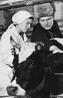 Milkmaid: Cattle complex